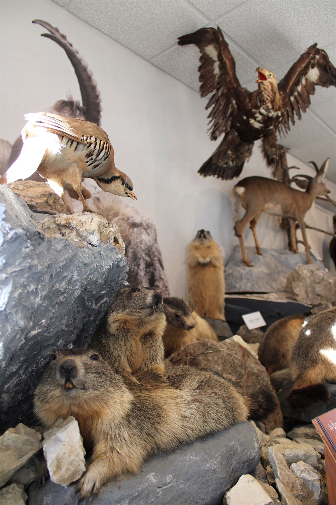 Musée de la Faune
